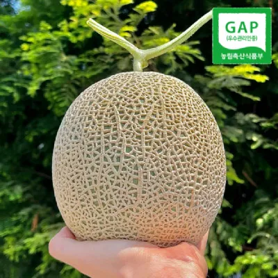 탑마루 머스크 멜론 3.2kg