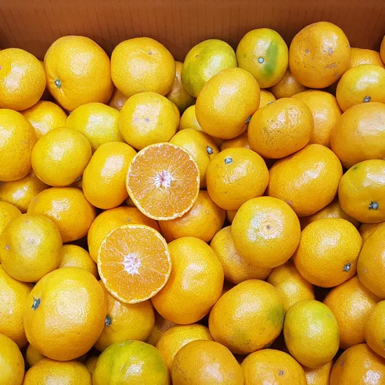 제주 선별 노지 감귤 3kg (중대귤/L-2L)