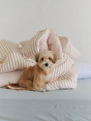 나란히 스트라이프 차렵이불세트 SS/Q/K