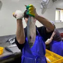 생선구이 킬러 고! 국내산 손질자반 고등어 특대 2마리