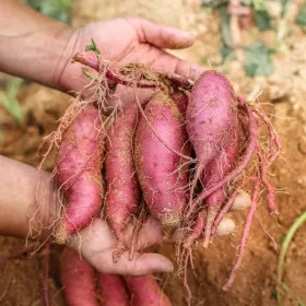 단밤 고구마 특상사이즈 5kg