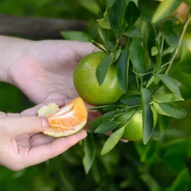 제주 극조생 감귤 3kg