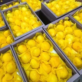 제주 황금향 선물세트 실속형 3kg 20340원