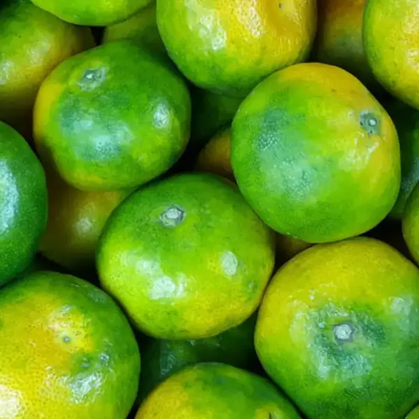 제주 그린향 극조생 감귤 2kg