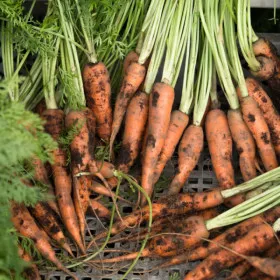 경남 흙 당근 주스용 5kg