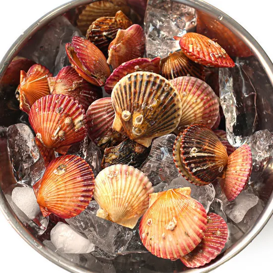 국내산 통영 제철 홍가리비 2kg 50미 내외