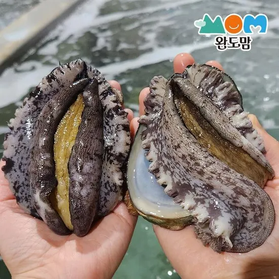 완도 활전복 특대 1kg (8-9미)