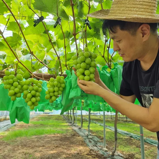 참좋은제주몰 샤인머스켓 2kg 3-4수