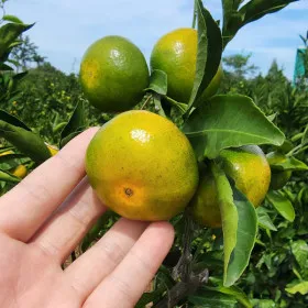 제주 타이벡 햇 노지 감귤 극조생 소과 10kg
