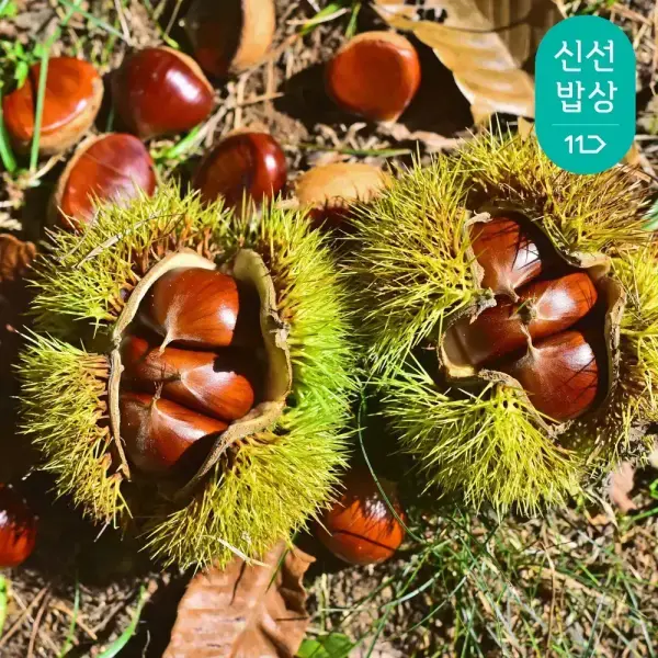 부여 알밤 1kg 대사이즈