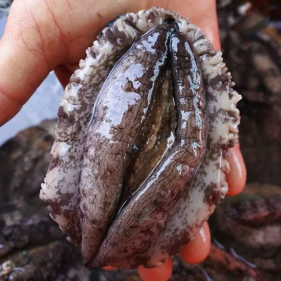 강성푸드 활전복 선물세트 1kg (11~12미)