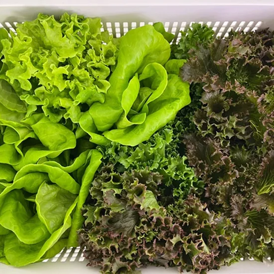 GAP인증 유러피안 샐러드채소 1kg