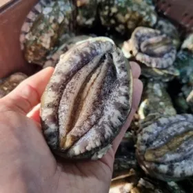 완도 참 대왕 전복 1kg 9-10마리 손질도구