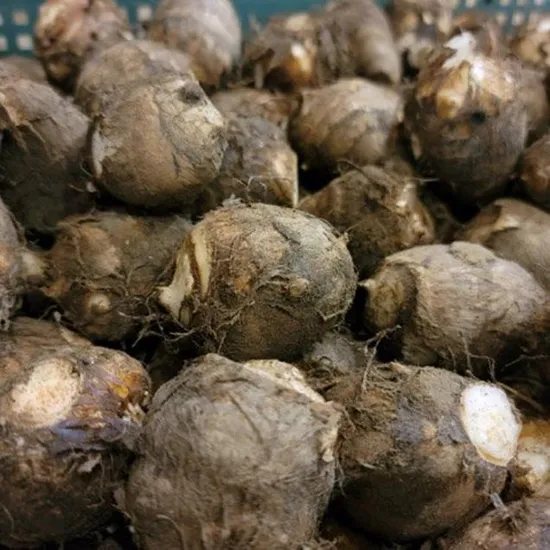 곡성 햇 생토란 3kg