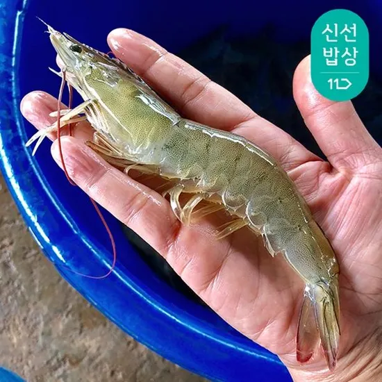 국내산 활 왕새우 1kg 30-32미