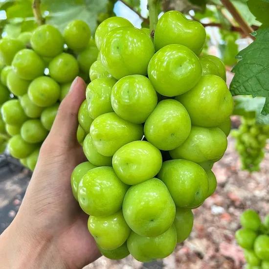 프리미엄 샤인머스켓 2kg 3-4수