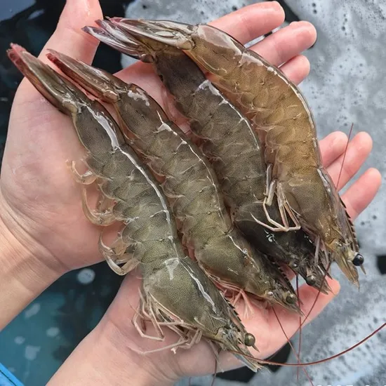 국산 활 흰다리새우 32-34미 13,900원