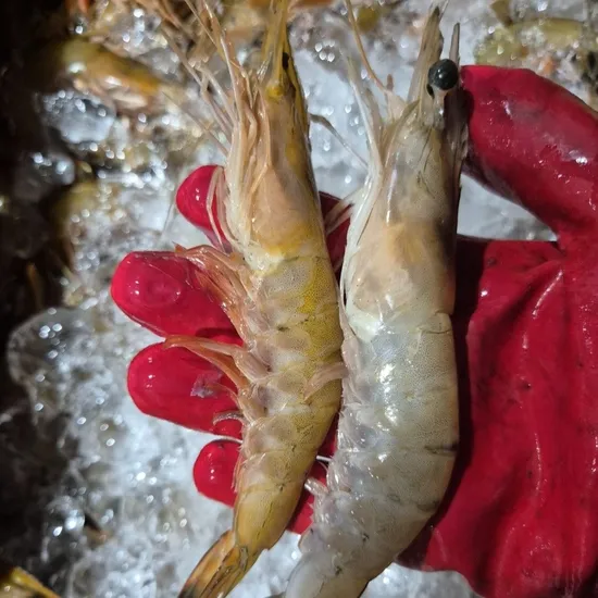 자연산 대하새우 1kg 25-32미