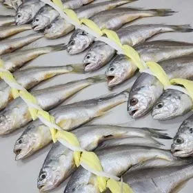 국내산 영광굴비 20미 선물세트