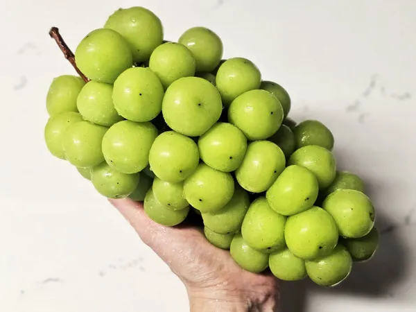 특품 샤인머스캣 1kg 1수 6800