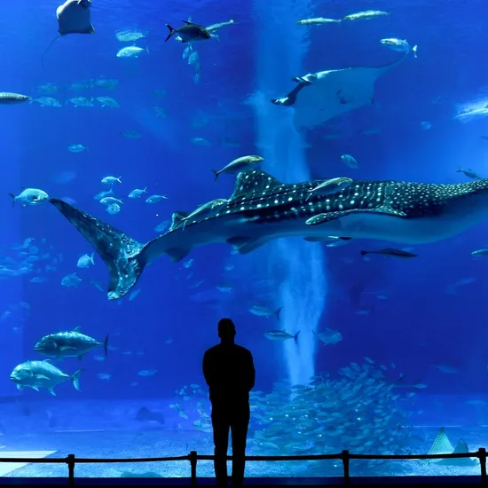 오키나와 3박 4일 패키지 802,810원