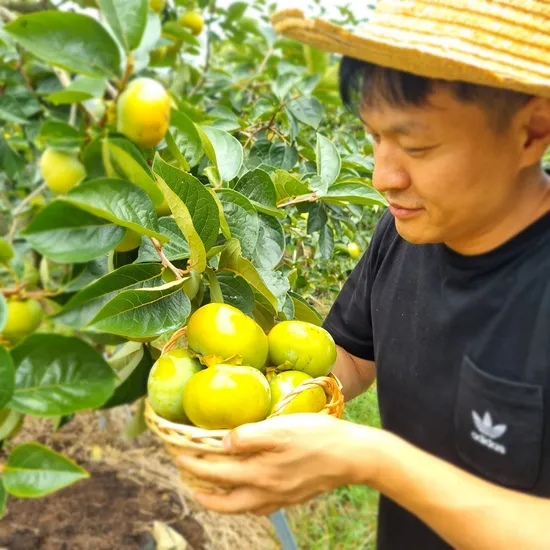 태추단감 부유단감 배단감 2kg 9-12과내외 중소과