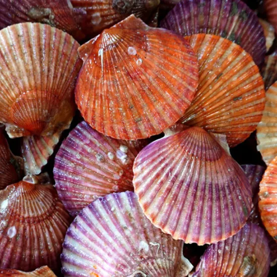 통영 큰 홍가리비 2kg