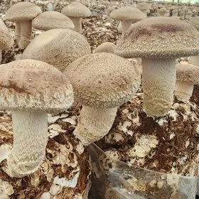 친환경 국산 청양 생 표고버섯 2kg