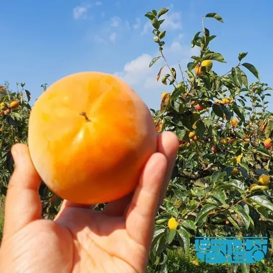 진영단감 부유 단감 5kg 소35-40과내외