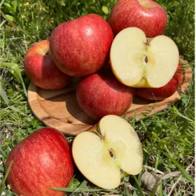 경북 꿀사과 3kg