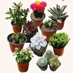 하이선인장 다육선인장 47종 2,700원