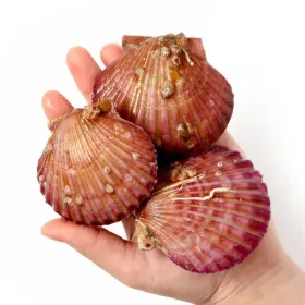 통영산 활 가리비 3kg 대 60-75미내외