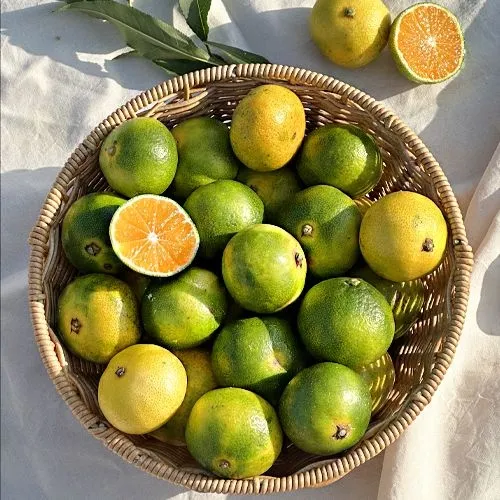 고당도 극조생감귤 10kg 대과