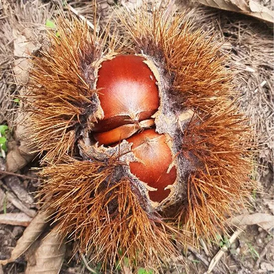 국내산 꿀 햇밤 2kg 중