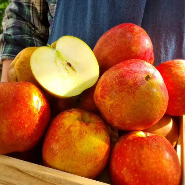 가정용 감홍사과 3kg 중소과 15-18과