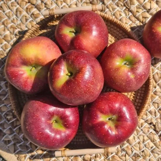 감홍사과 가정용 4kg 대과 8-15과