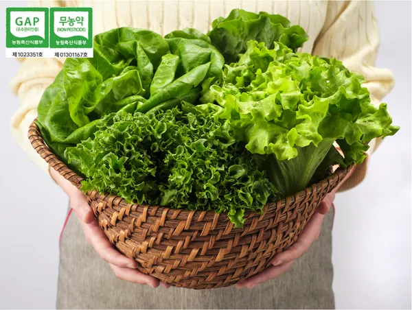 GAP인증 유러피안 샐러드 무농약 상추 혼합 1kg