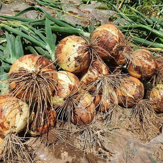 서산 햇양파 3kg 소