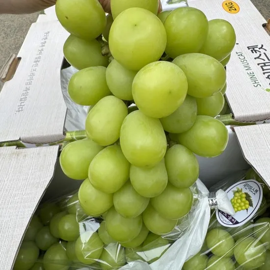 샤인머스켓 4kg
