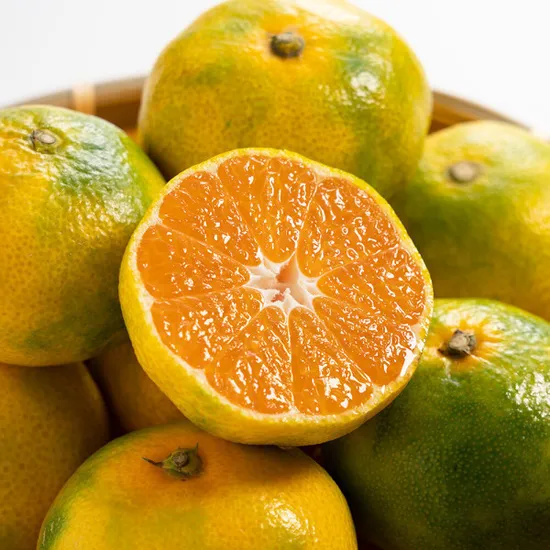 제주 노지 감귤 9kg 대과