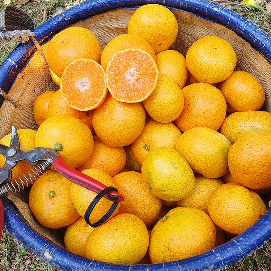 제주감귤 5kg 대과