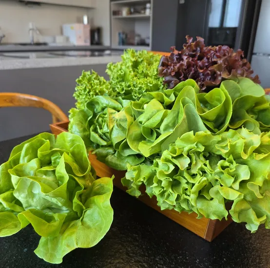 유럽상추 유럽샐러드 야채 2kg