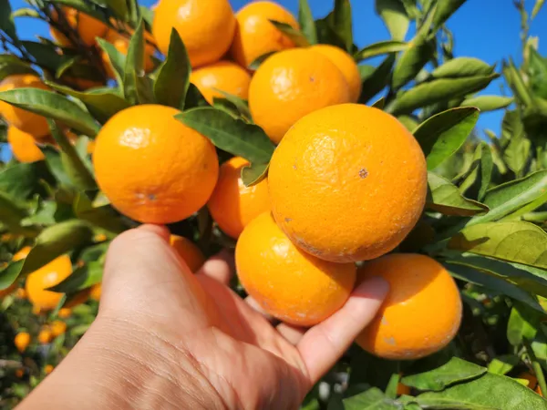 서귀포 극조생 감귤 로열과 10kg