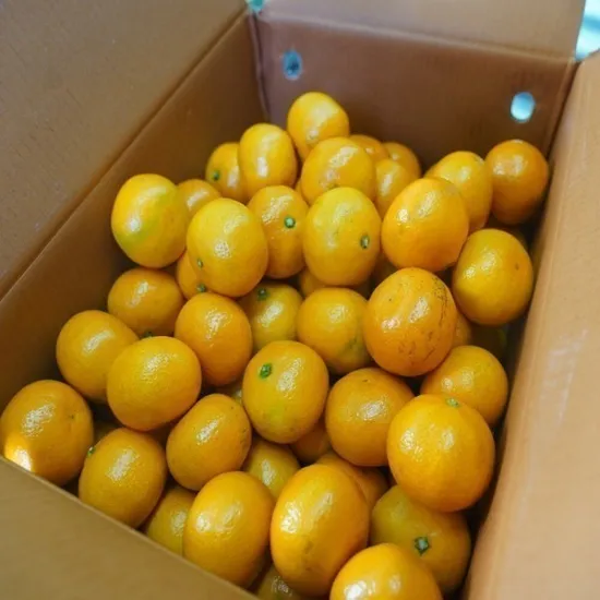 제주 타이벡감귤 10kg 중대과