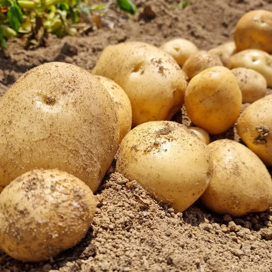 담양 25년 햇 수미감자 3kg