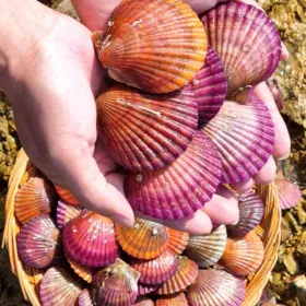 최상품 국내산 대왕 홍가리비 3kg 50미 내외