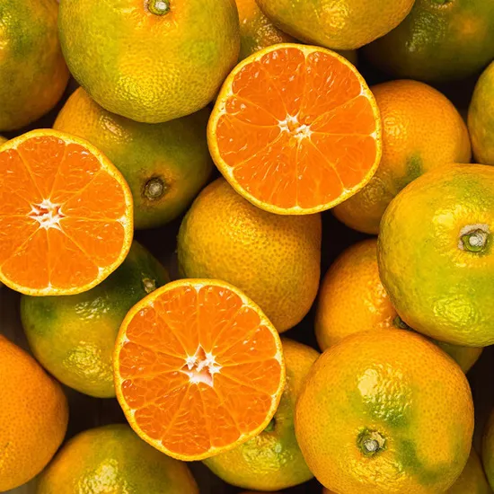 노지감귤 9kg 대과