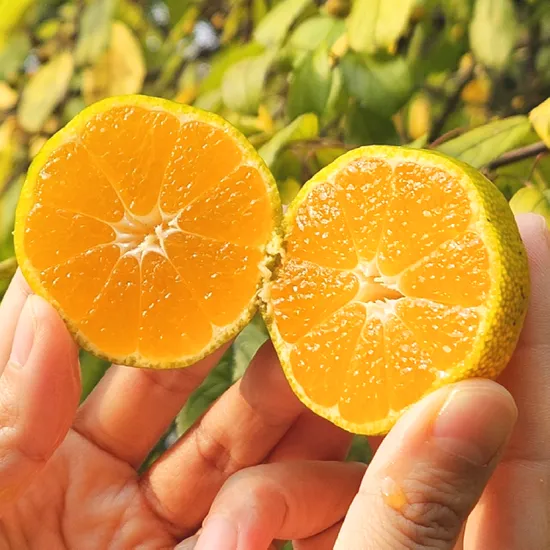 제주 노지 감귤 로얄과 2.5kg