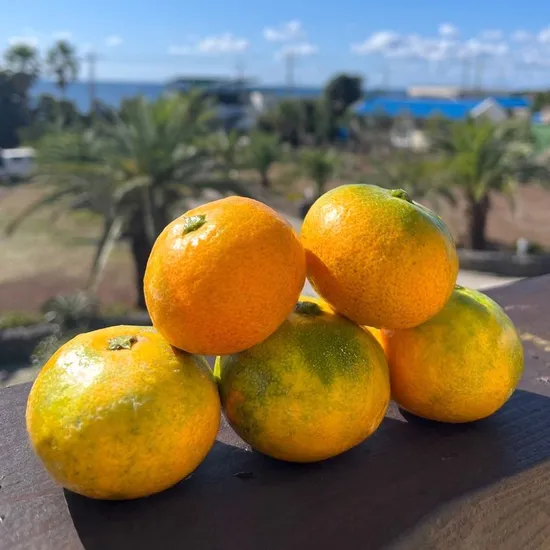 제주 극조생 감귤 대과 9kg