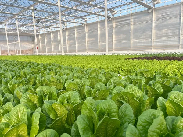 팜마실 유러피안 샐러드 채소 4종 1kg